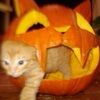 pumpkinsells